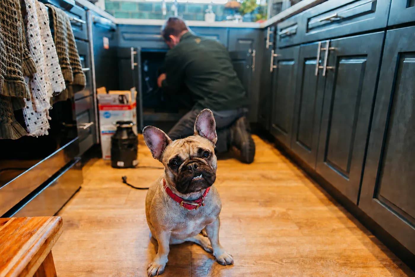 A French bulldog sitting in a kitchen while a plumber works under the sink